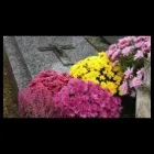 Immagine 2 azienda AGENZIA FUNEBRE DI GIACOMO Shopping e acquisti in Dolianova CA