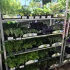 Immagine 2 azienda AGRICOLA ARCISATE Vivaio in Arcisate VA