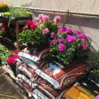 Immagine 4 azienda AGRICOLA ARCISATE Vivaio in Arcisate VA