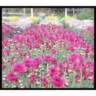 Immagine 1 azienda AGRISUD BSC S.R.L. Vivaio in Giarre CT