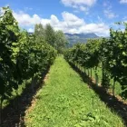 Immagine 2 azienda AGRITURISMO IL BOSCO Viaggi e turismo in Vittorio Veneto TV