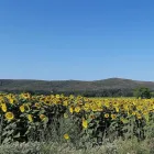 Immagine 1 azienda AGRITURISMO LE GIUNCHIGLIE - AZIENDA BIOAGRITURISTICA Viaggi e turismo in Alberese Di Grosseto