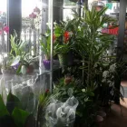 Immagine 2 azienda AGRIZOO 2000 Servizi professionali in Gravina Di Catania CT