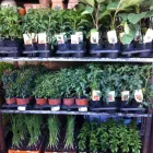 Immagine 4 azienda AGRIZOO 2000 Servizi professionali in Gravina Di Catania CT