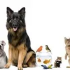 Immagine 5 azienda AGRIZOO 2000 Servizi professionali in Gravina Di Catania CT