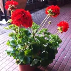 Immagine 8 azienda AGRIZOO 2000 Servizi professionali in Gravina Di Catania CT