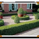 Immagine 2 azienda ALBIN GIARDINI Vivaio in Alto Reno Terme Bo
