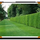 Immagine 5 azienda ALBIN GIARDINI Vivaio in Alto Reno Terme Bo