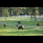 Immagine 4 azienda ALLEVAMENTO CASCINA IL SOLE Industrie e agricoltura in Cantù