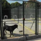 Immagine 3 azienda ALLEVAMENTO DEL LEVANTE Servizi professionali in Bari