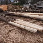 Immagine 1 azienda ALPI LEGNAMI Shopping e acquisti in Venezia