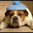 Immagine 1 azienda AMBULATORIO VETERINARIO ARCA DI NOÈ DR. MASSIMO PERAZZETTA Veterinario in Carbonera TV