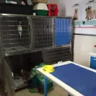 Immagine 2 azienda AMBULATORIO VETERINARIO BOI - ALBA Veterinario in Cagliari