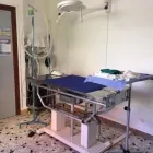 Immagine 3 azienda AMBULATORIO VETERINARIO BOI - ALBA Veterinario in Cagliari