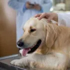 Immagine 2 azienda AMBULATORIO VETERINARIO BROLPITO - DONAGGIO Veterinario in Malnate VA