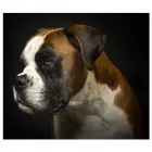 Immagine 3 azienda AMBULATORIO VETERINARIO BROLPITO - DONAGGIO Veterinario in Malnate VA