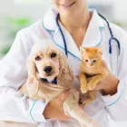 Immagine 1 azienda AMBULATORIO VETERINARIO CAMILLETTI DR. MIRCO Veterinario in Ancona