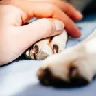 Immagine 3 azienda AMBULATORIO VETERINARIO CAMILLETTI DR. MIRCO Veterinario in Ancona