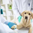 Immagine 4 azienda AMBULATORIO VETERINARIO CAMILLETTI DR. MIRCO Veterinario in Ancona