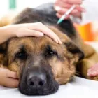 Immagine 5 azienda AMBULATORIO VETERINARIO CAMILLETTI DR. MIRCO Veterinario in Ancona