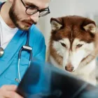 Immagine 6 azienda AMBULATORIO VETERINARIO CAMILLETTI DR. MIRCO Veterinario in Ancona