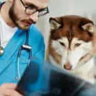 Immagine 7 azienda AMBULATORIO VETERINARIO CAMILLETTI DR. MIRCO Veterinario in Ancona
