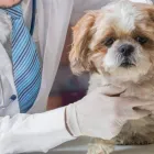 Immagine 8 azienda AMBULATORIO VETERINARIO CAMILLETTI DR. MIRCO Veterinario in Ancona