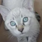 Immagine 1 azienda AMBULATORIO VETERINARIO DE ROSA DR.SSA MARIA Veterinario in Pozzuoli NA