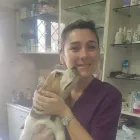 Immagine 2 azienda AMBULATORIO VETERINARIO DE ROSA DR.SSA MARIA Veterinario in Pozzuoli NA