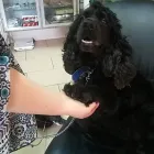 Immagine 3 azienda AMBULATORIO VETERINARIO DE ROSA DR.SSA MARIA Veterinario in Pozzuoli NA