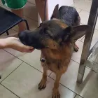 Immagine 4 azienda AMBULATORIO VETERINARIO DE ROSA DR.SSA MARIA Veterinario in Pozzuoli NA