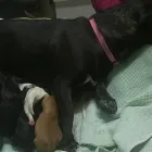 Immagine 5 azienda AMBULATORIO VETERINARIO DE ROSA DR.SSA MARIA Veterinario in Pozzuoli NA