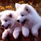 Immagine 2 azienda AMBULATORIO VETERINARIO DOTT. COCO DI COCO DR. GIUSEPPE AURELIO Veterinario in San Giovanni La Punta CT