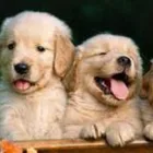 Immagine 1 azienda AMBULATORIO VETERINARIO DOTT.SSA RIGOLON E. Veterinario in Brendola VI