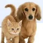 Immagine 1 azienda AMBULATORIO VETERINARIO DR. SIMONA LONGONI Veterinario in Cantù