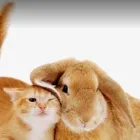 Immagine 2 azienda AMBULATORIO VETERINARIO MY PETS Veterinario in Nettuno RM