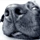 Immagine 3 azienda AMBULATORIO VETERINARIO MY PETS Veterinario in Nettuno RM