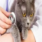 Immagine 3 azienda AMBULATORIO VETERINARIO ORAZIO Veterinario in Napoli