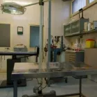 Immagine 5 azienda AMBULATORIO VETERINARIO ORAZIO Veterinario in Napoli