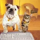 Immagine 2 azienda AMBULATORIO VETERINARIO PIOMBINESE Veterinario in Piombino LI