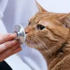 Immagine 3 azienda AMBULATORIO VETERINARIO SANES Veterinario in Mestrino PD