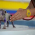 Immagine 2 azienda AMBULATORIO VETERINARIO VIGLIOTTA Veterinario in Cagliari
