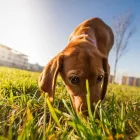 Immagine 6 azienda AMBULATORIO VETERINARIO VIGLIOTTA Veterinario in Cagliari