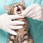 Immagine 8 azienda AMBULATORIO VETERINARIO VIGLIOTTA Veterinario in Cagliari