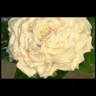 Immagine 3 azienda ANGOLO DEI FIORI Vivaio in San Giorgio A Cremano NA