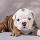 Immagine 1 azienda ANIMAL DREAM Veterinario in Napoli