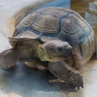Immagine 3 azienda ANIMAL DREAM Veterinario in Napoli