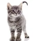Immagine 4 azienda ANIMAL DREAM Veterinario in Napoli