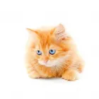Immagine 5 azienda ANIMAL DREAM Veterinario in Napoli