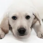 Immagine 7 azienda ANIMAL DREAM Veterinario in Napoli
